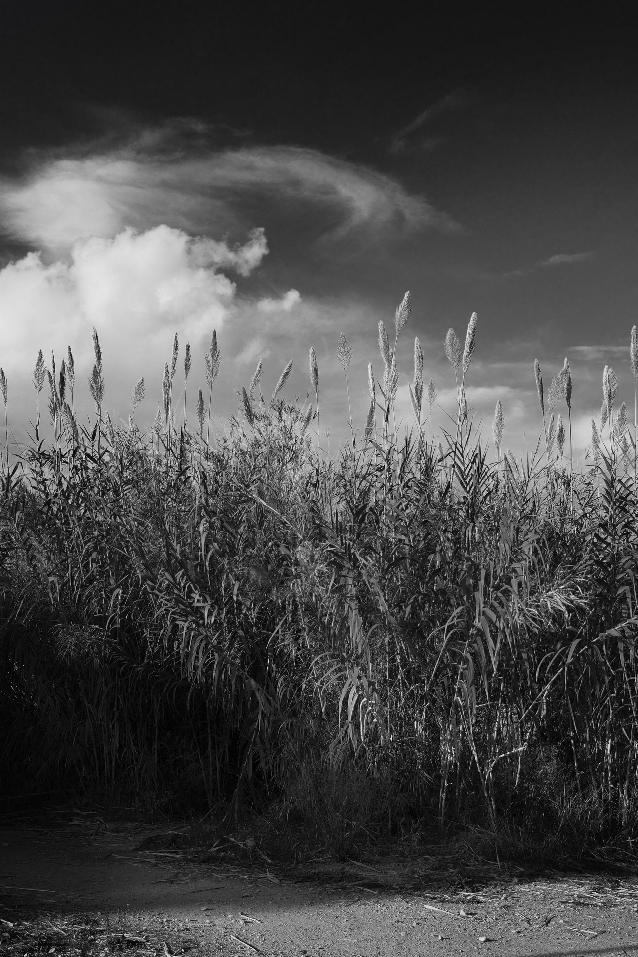 a black and white image with reeds blowing in the wind