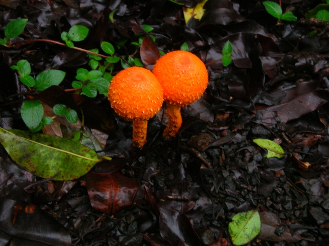 two small orange mushrooms on the ground with green leaves
