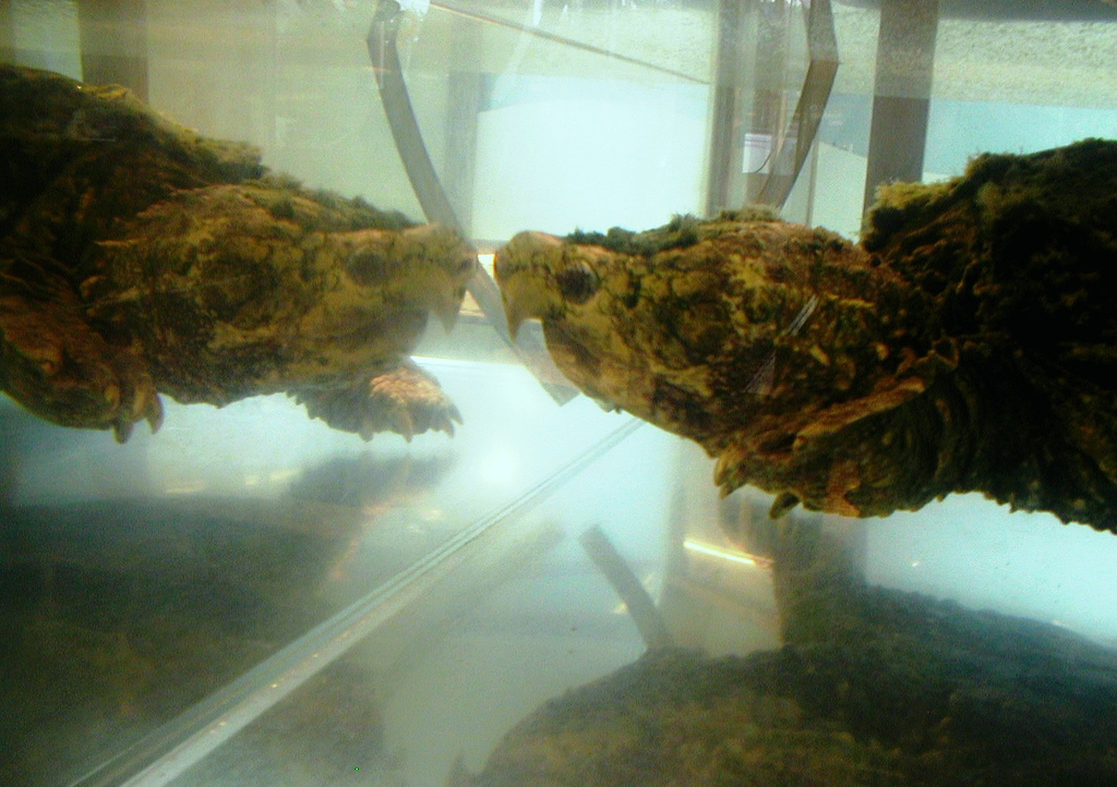 two fish swimming in a glass tank with mossy algae on top