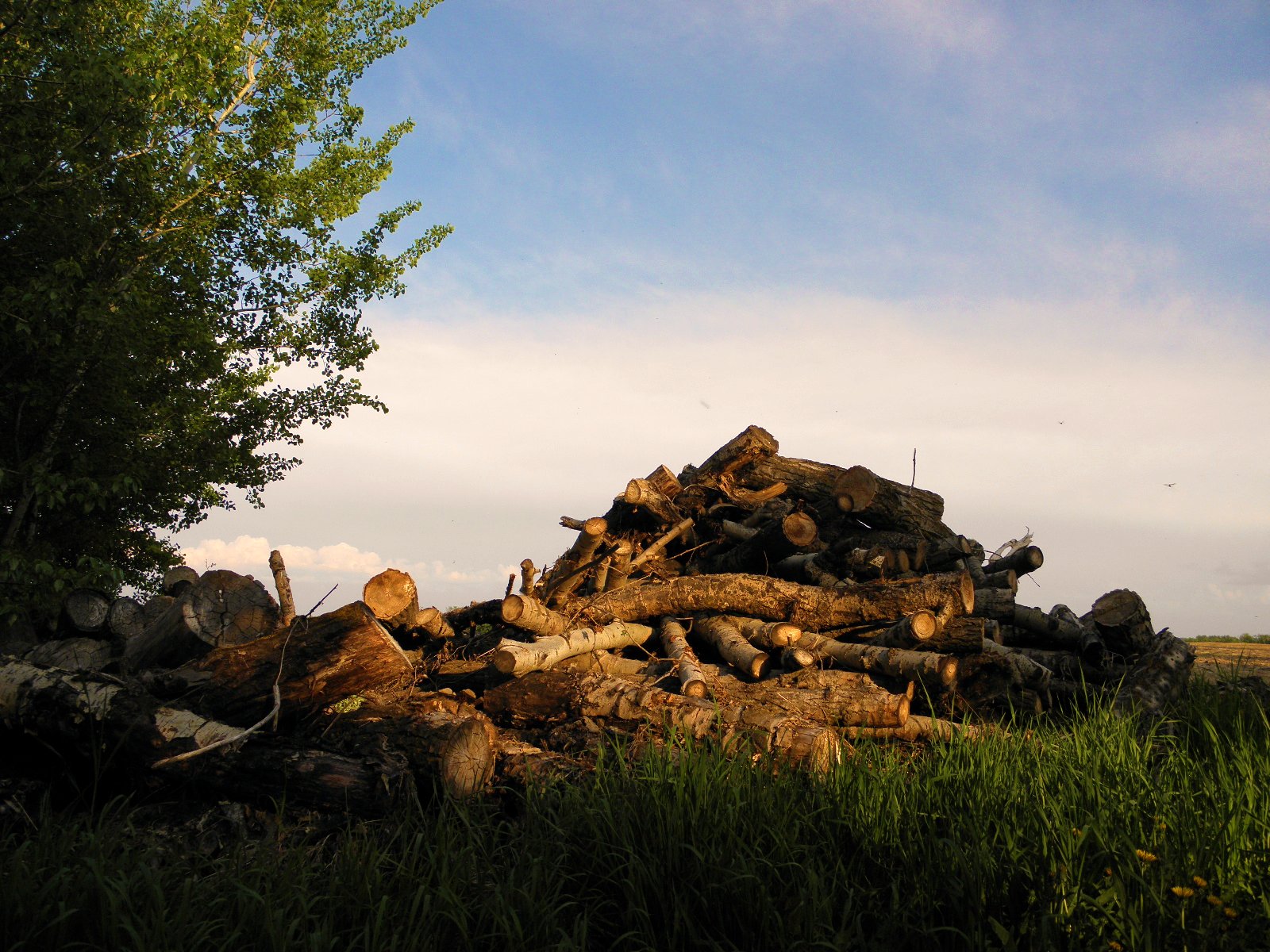 a pile of wood next to a tree on a dirt ground