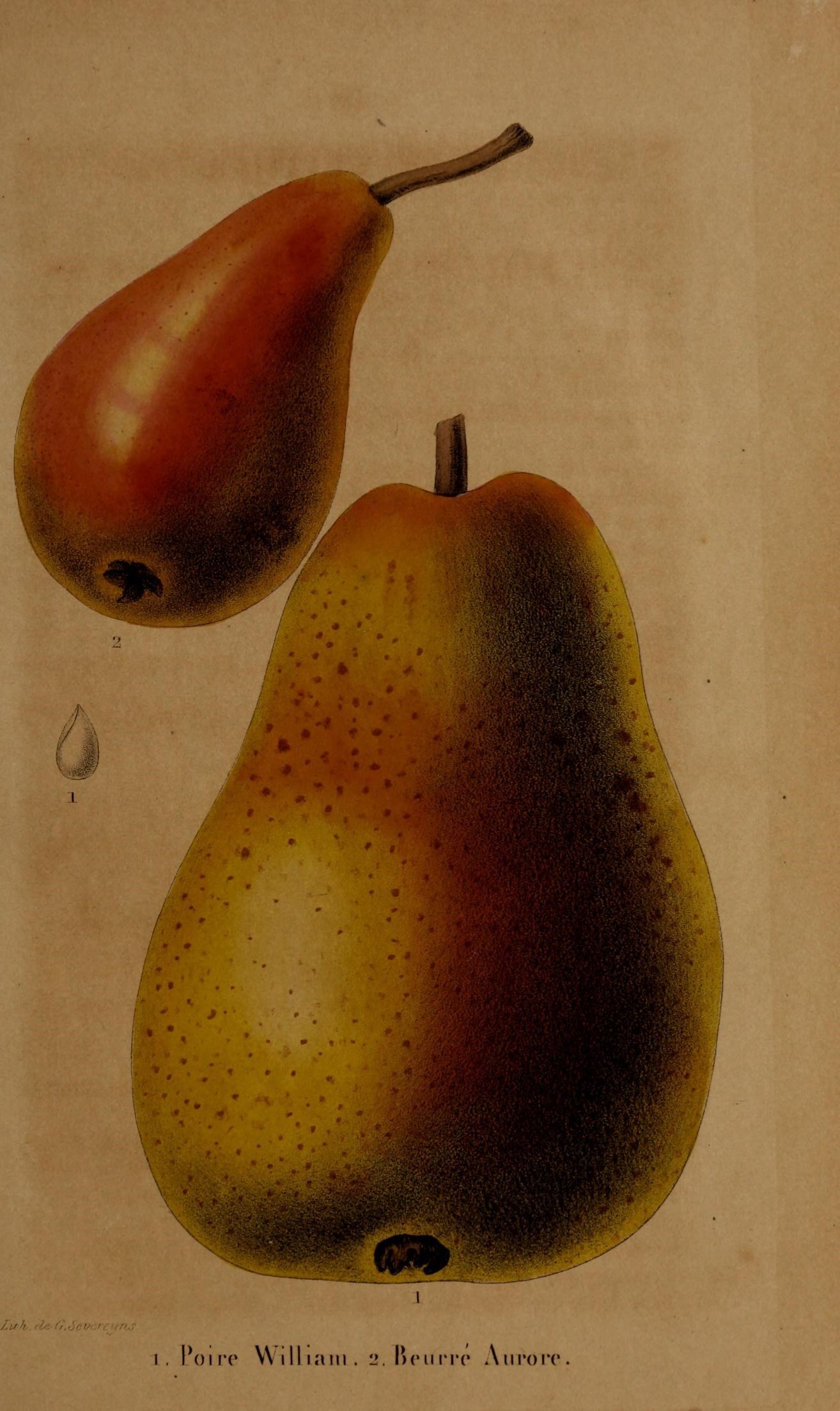 an illustration of pears in various sizes on parchment paper