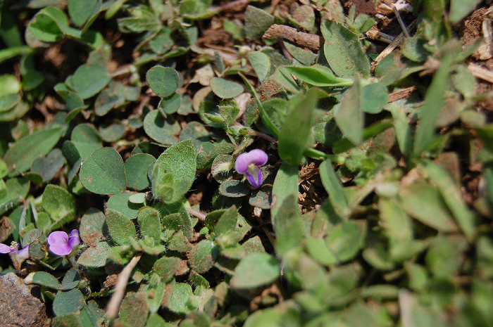 small purple flowers are growing out of some dirt