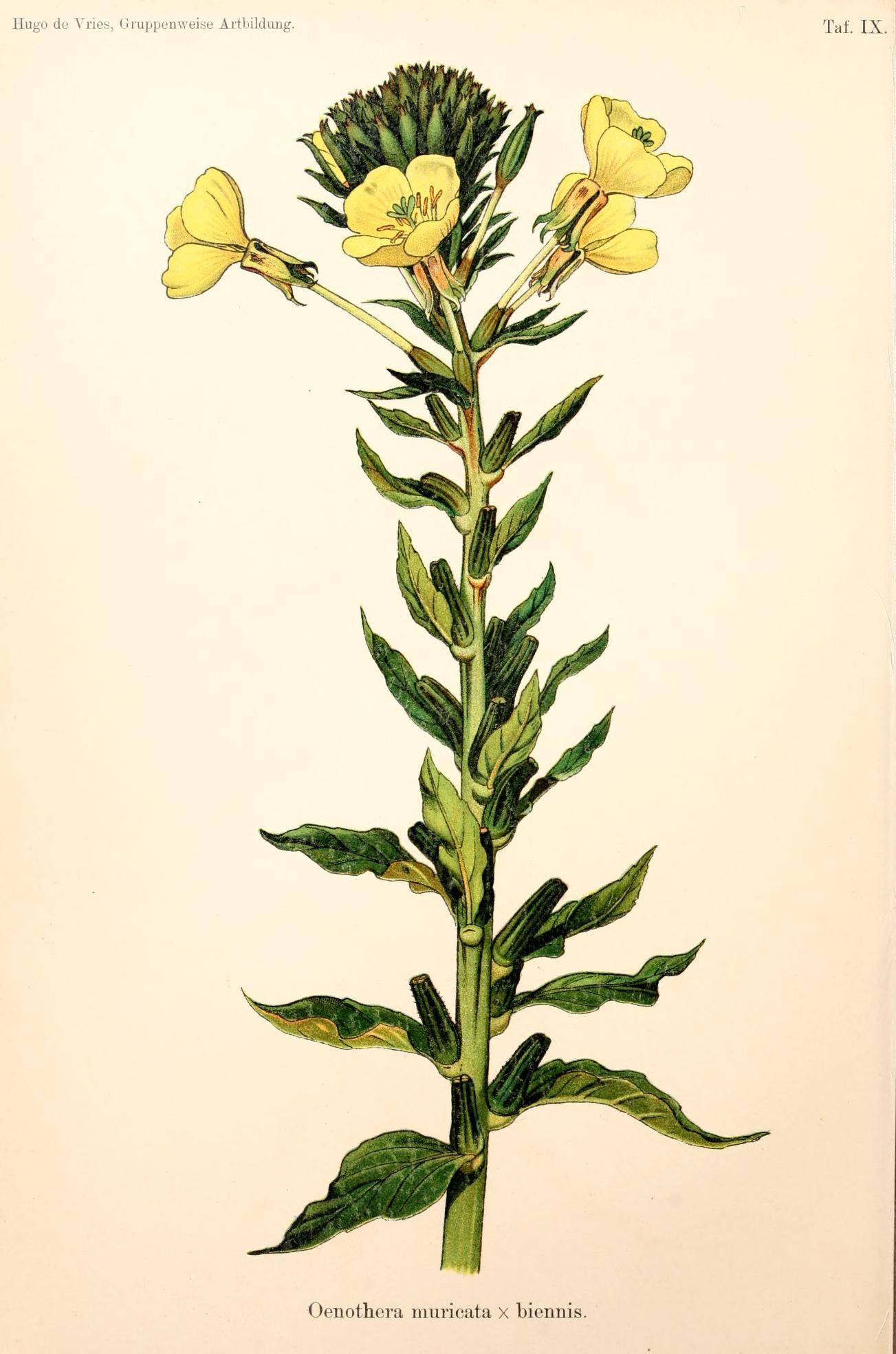 illustration of a long stem flower with stamen