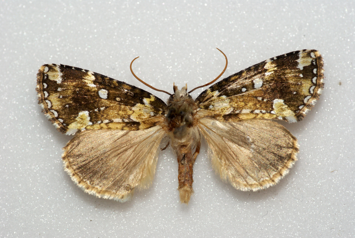 a brown and white erfly with small spots on it's wings
