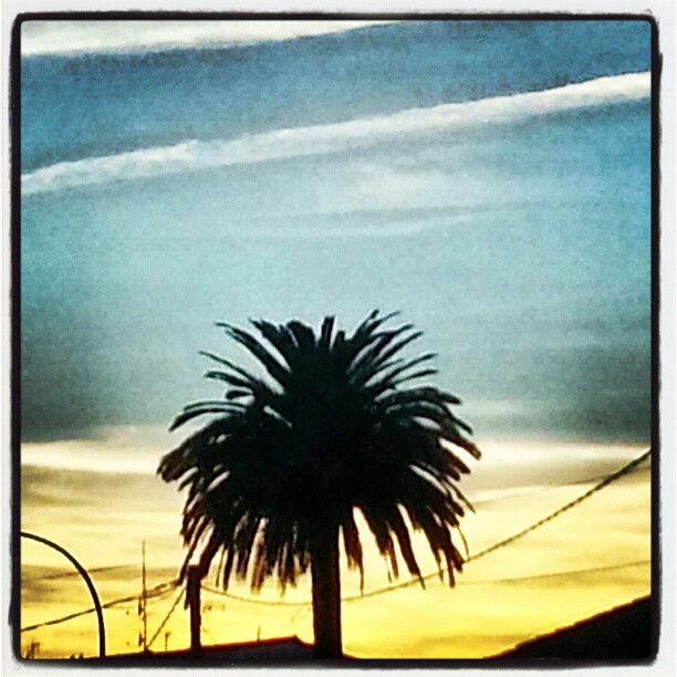 a palm tree and a sky background