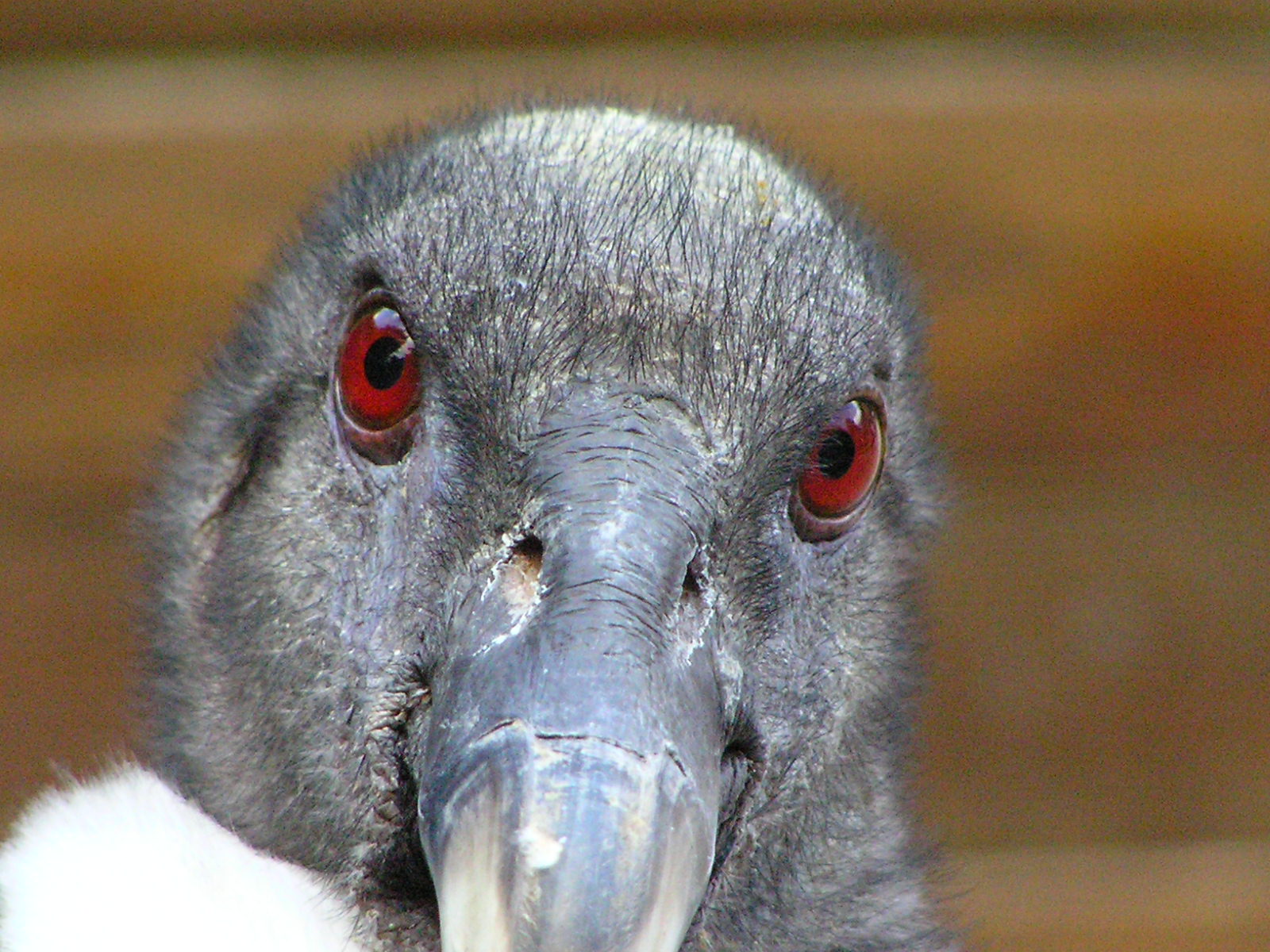 a closeup image of a bird's red eyes