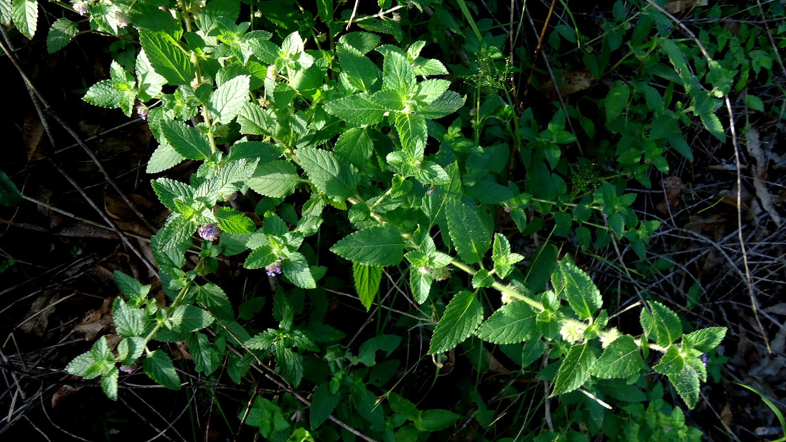 a plant with green leaves next to some nches