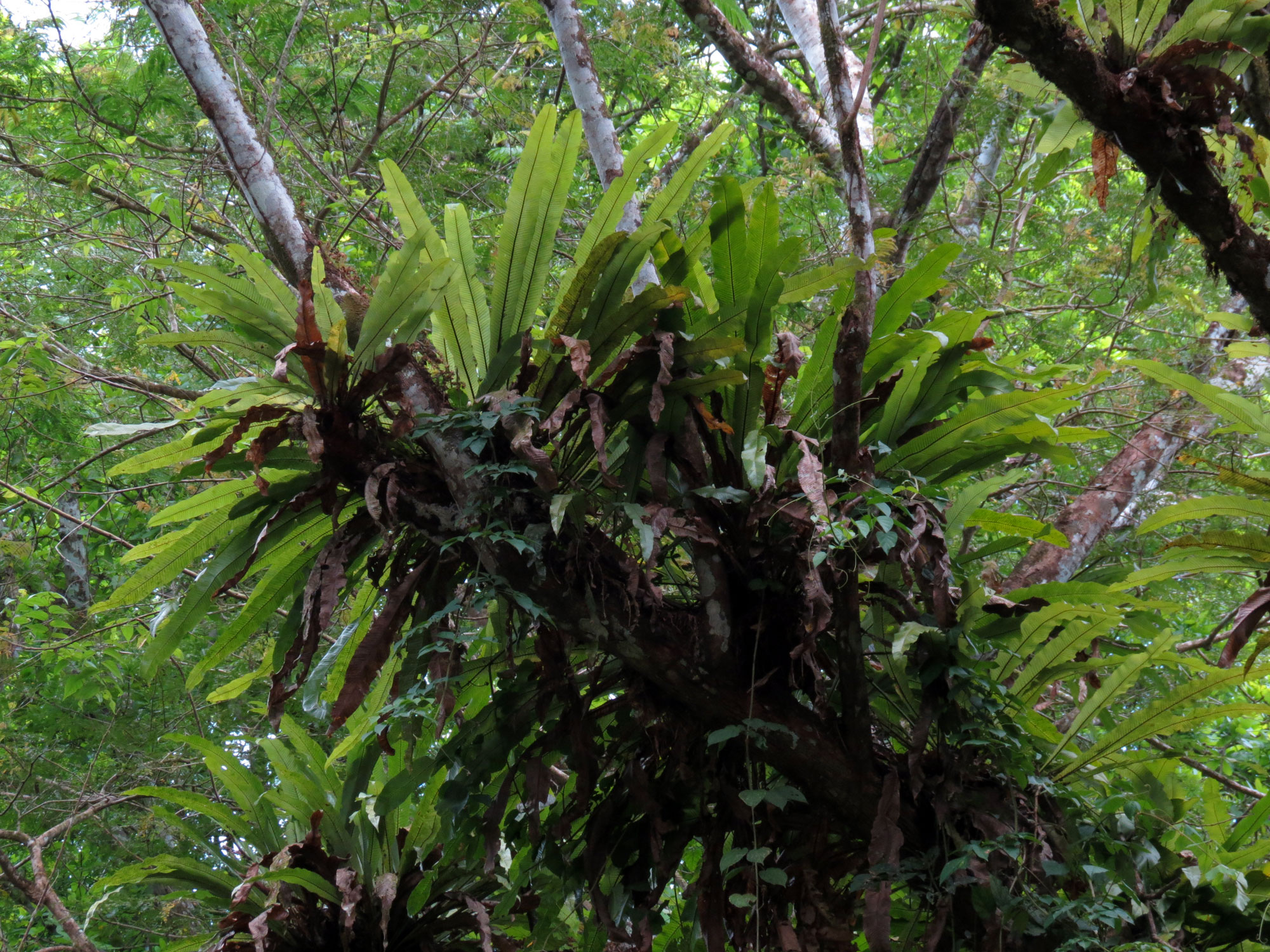 large forest with many different plants growing inside