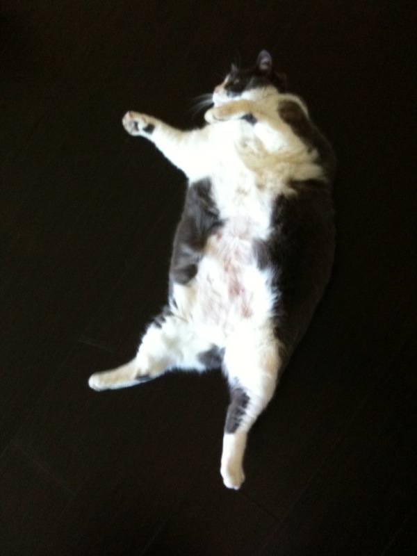 a cat that is laying down on the floor