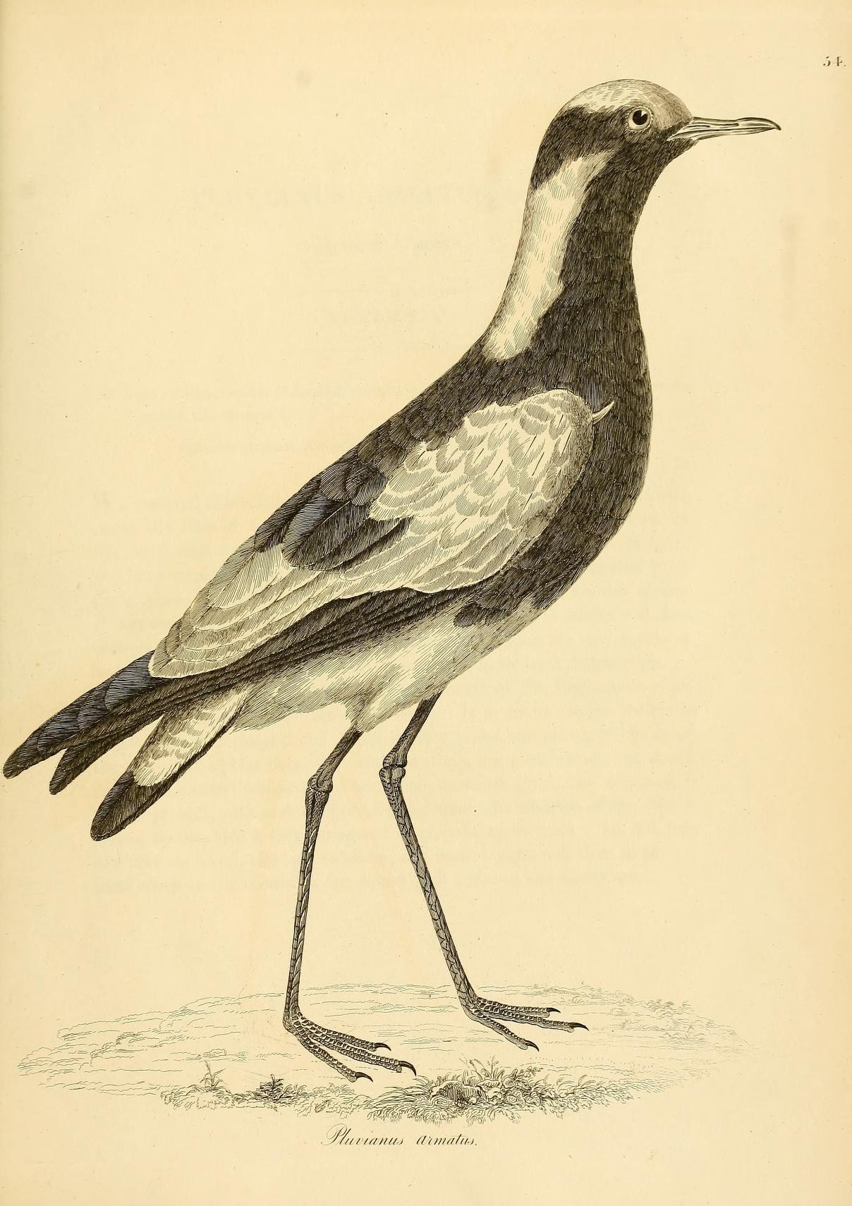 an ink sketch shows the long legs and feet of a small bird