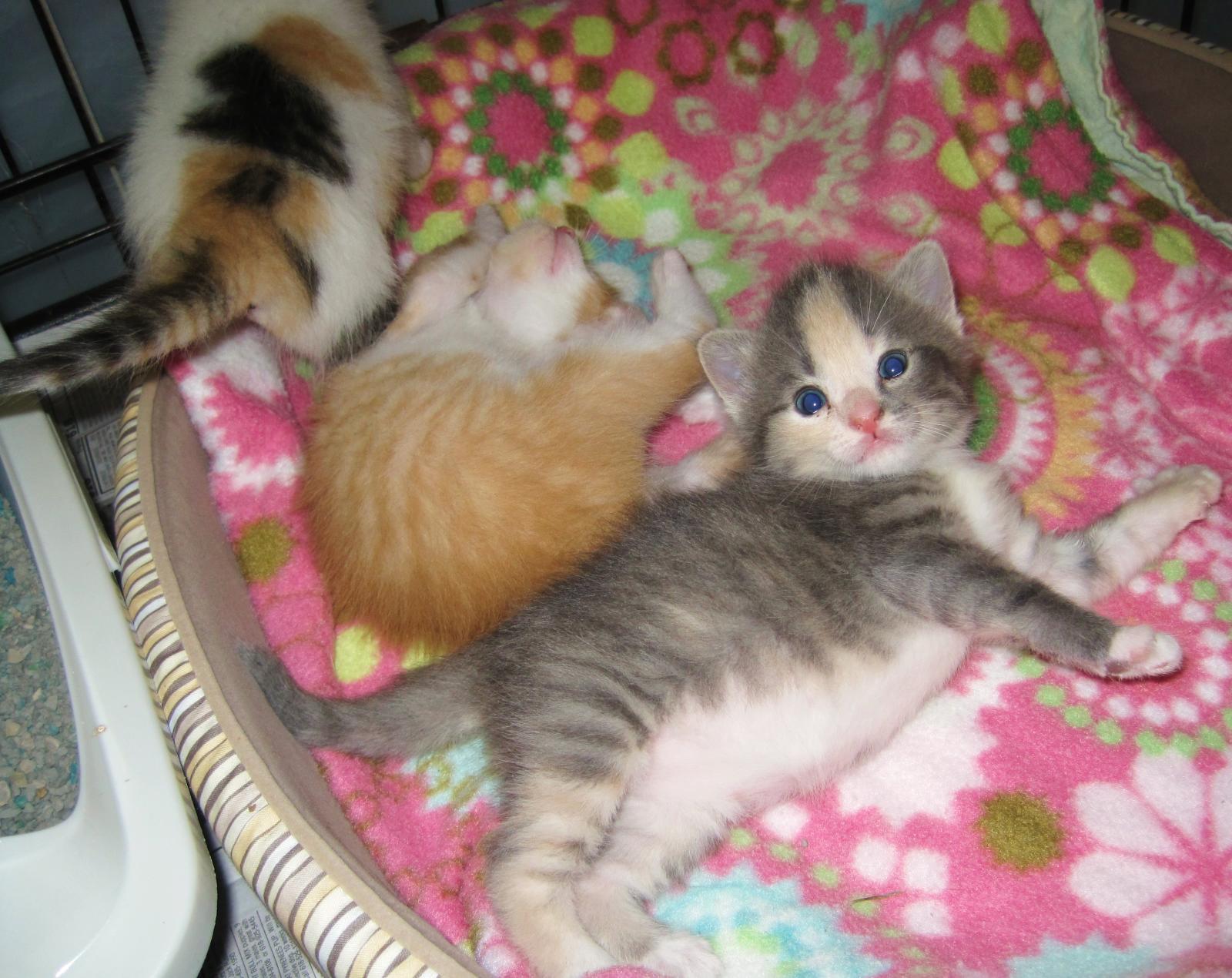 three kittens laying on top of a blanket with their feet crossed