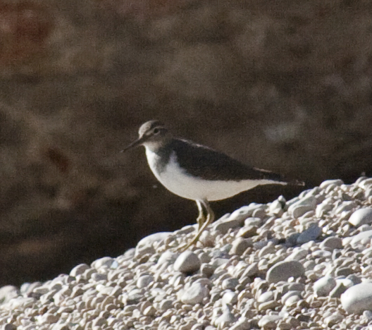 a bird standing on a pile of white rocks
