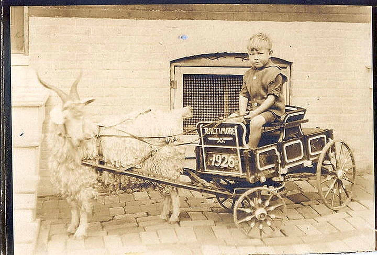 a little boy is riding in a cart with two goats
