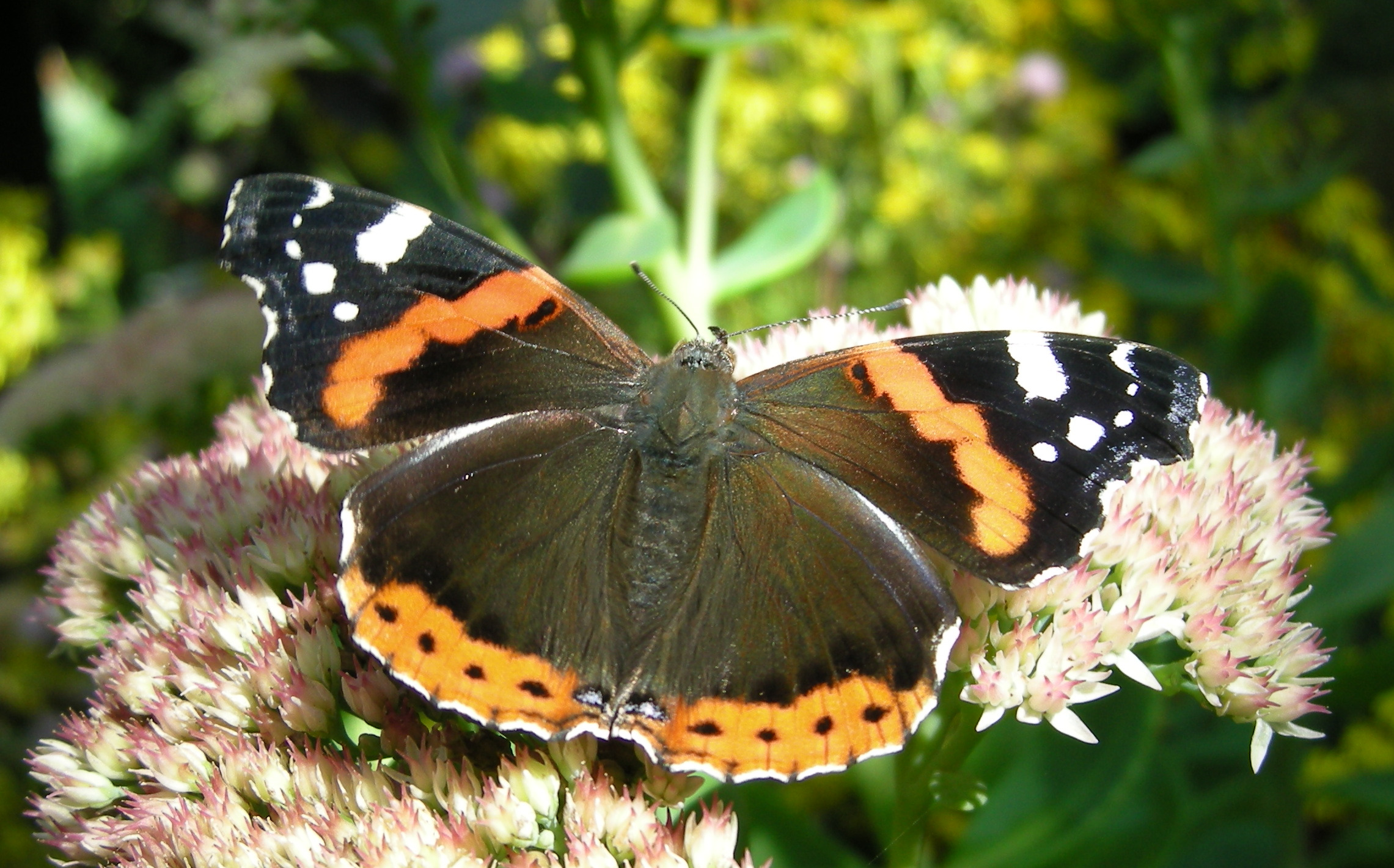 an orange, white and black erfly sitting on a pink flower