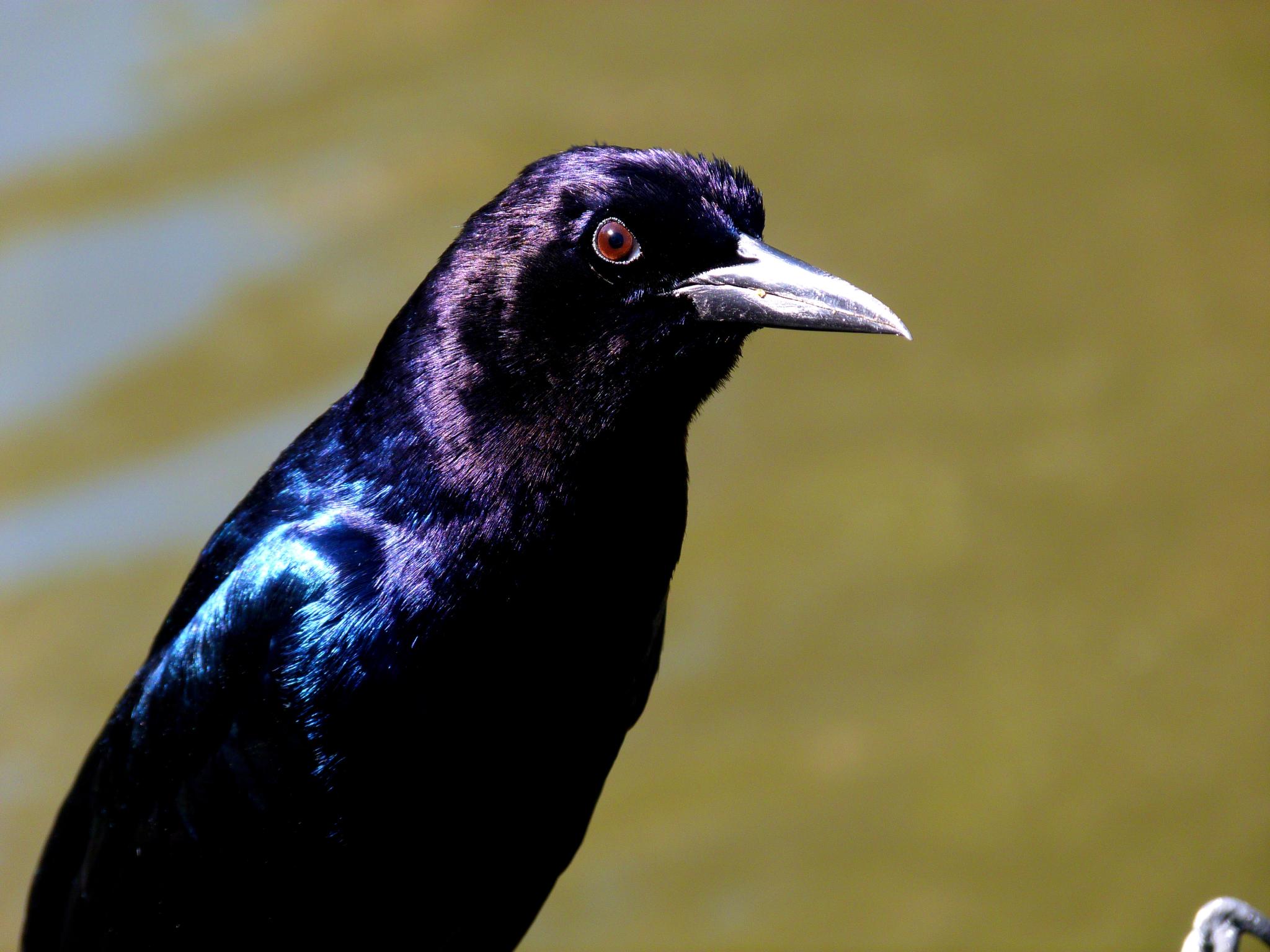 the large black bird has a blue beak
