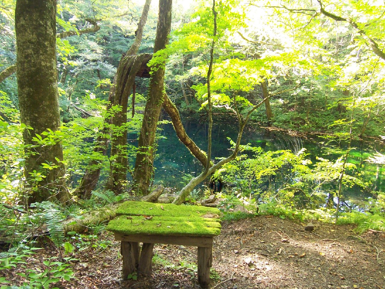 the mossy bench is in the forest by the river