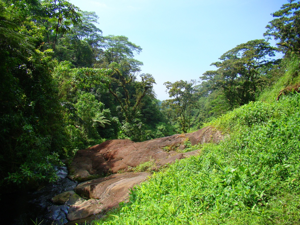 an image of a mountain stream coming down from the forest