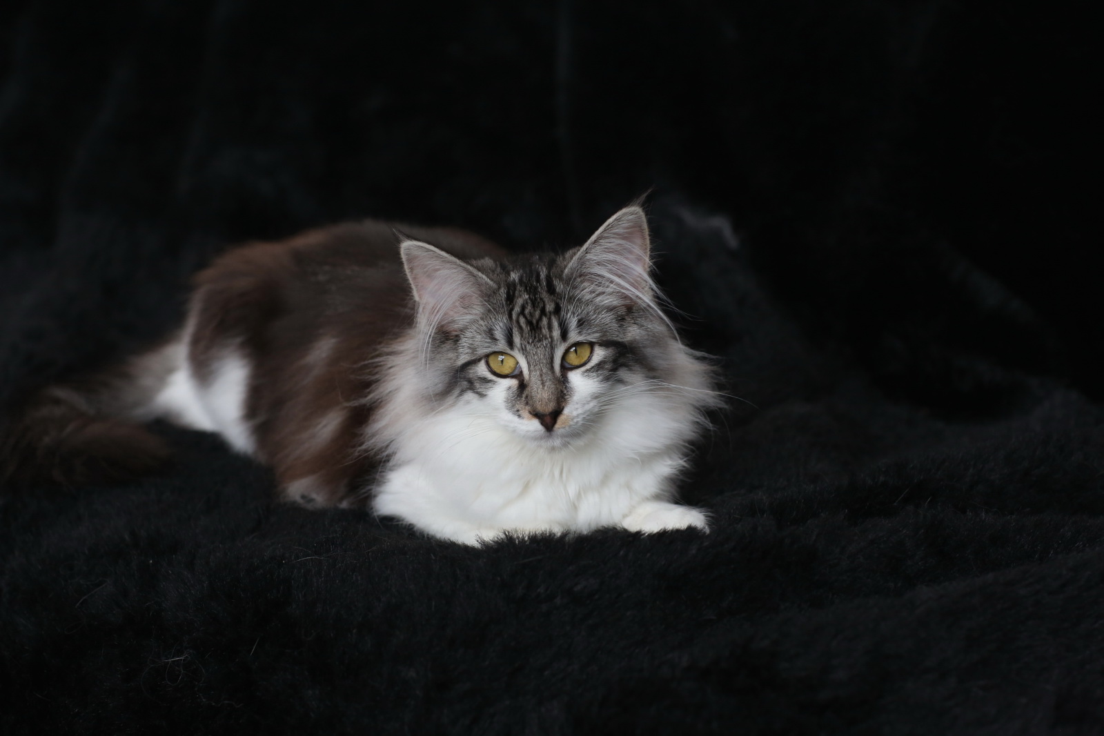 a long haired cat laying on black fur