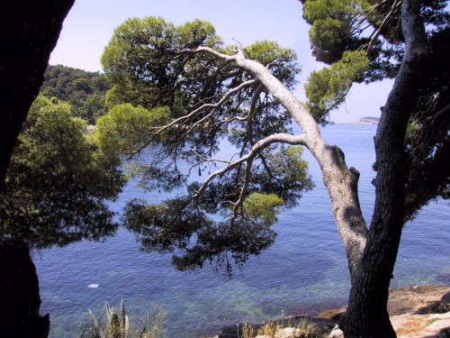 the view through trees from a cliff by the sea