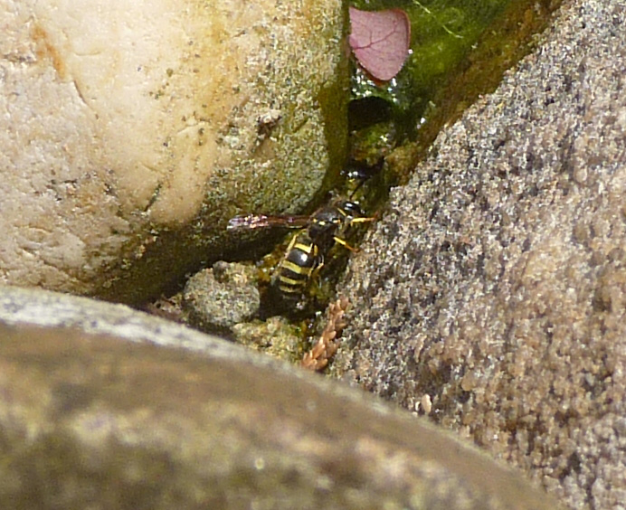 a bug is sitting on some rocks in the sun