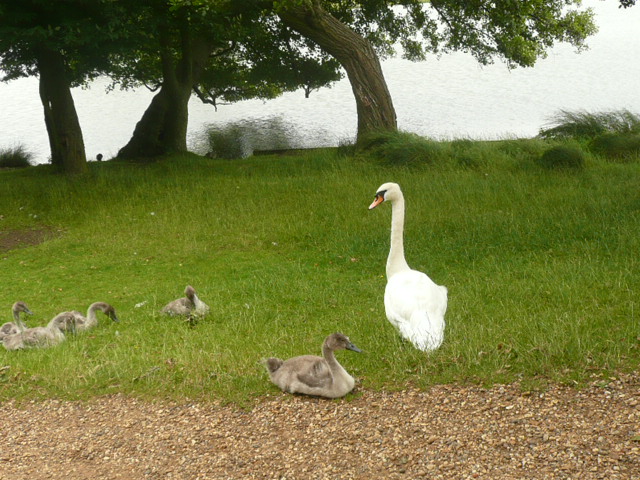 mother goose with baby geese in grassy field by the river
