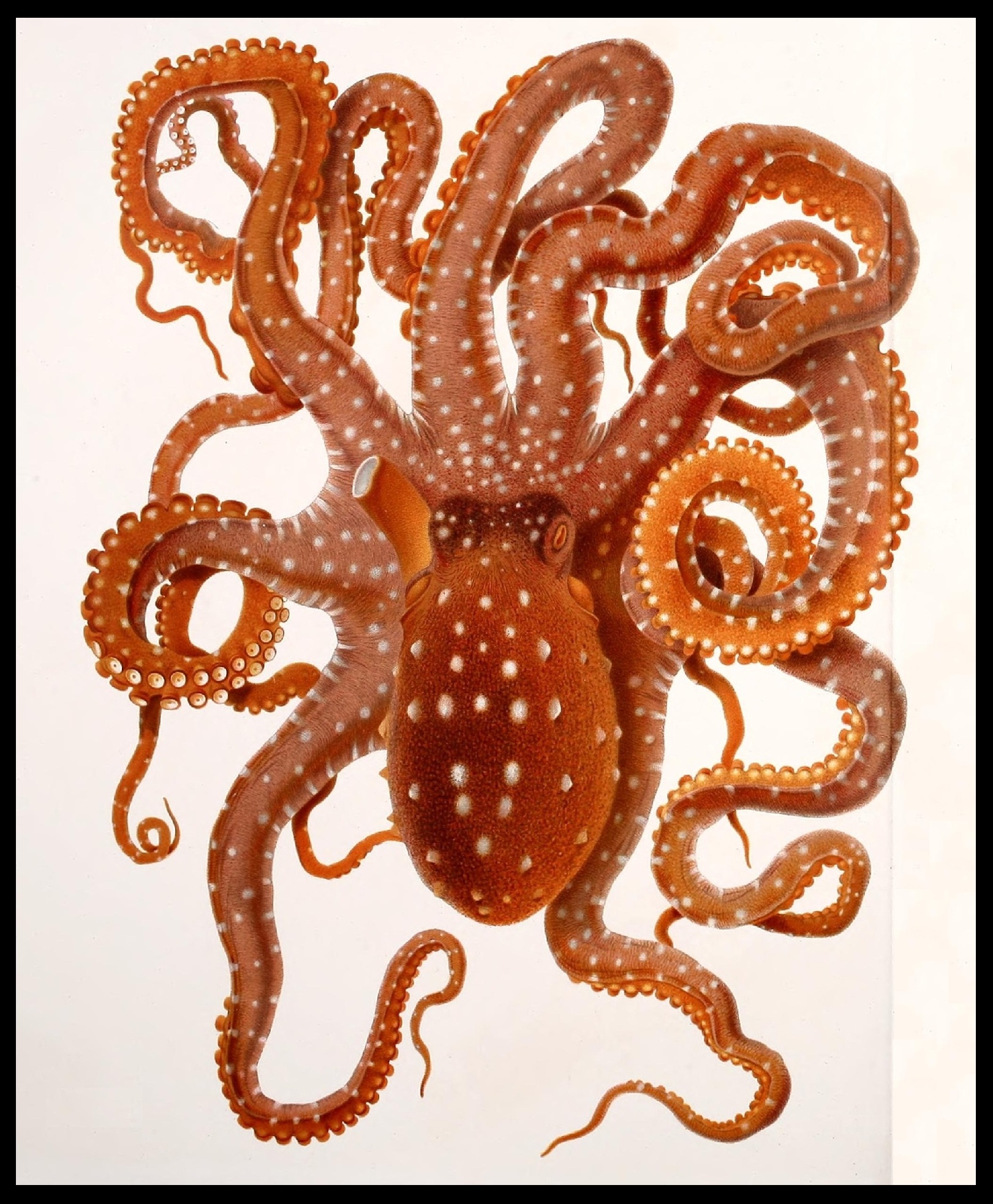 a brown octo sitting on top of a white floor