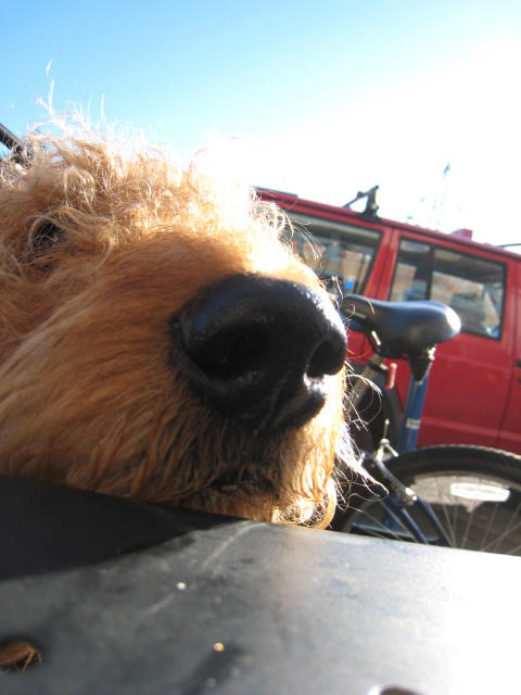 a furry dog with long hair is sitting next to a bicycle