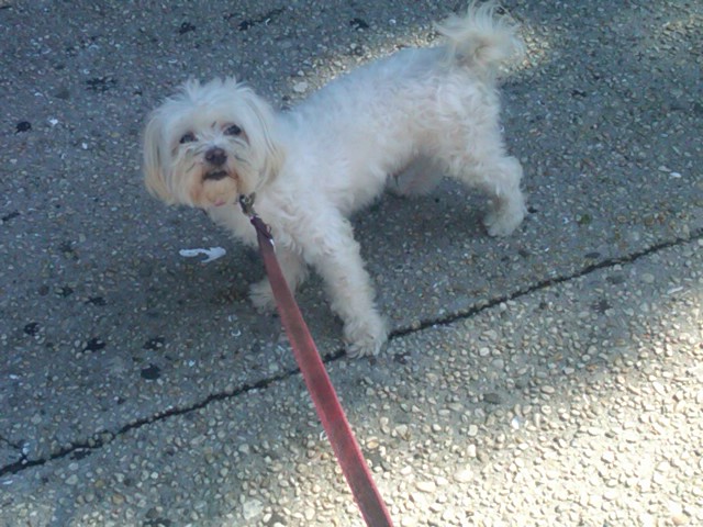 a small white dog tied to a red leash