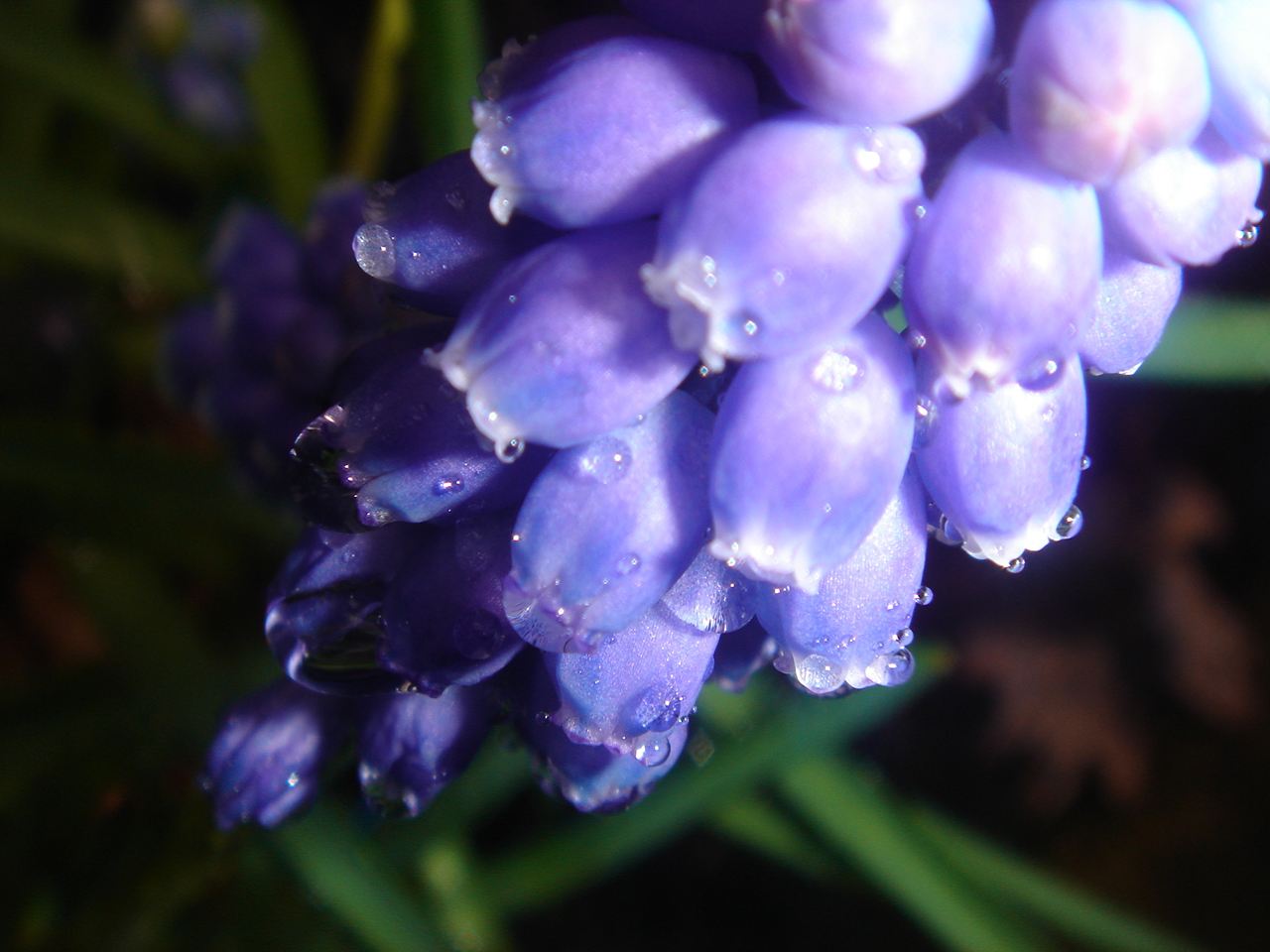 a cluster of blue flowers are surrounded by drops of water