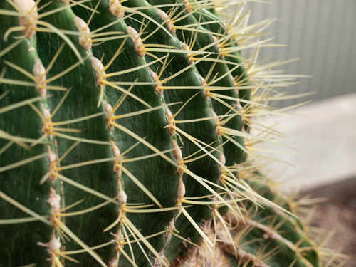 a bunch of green cactuses with sharp needles on them