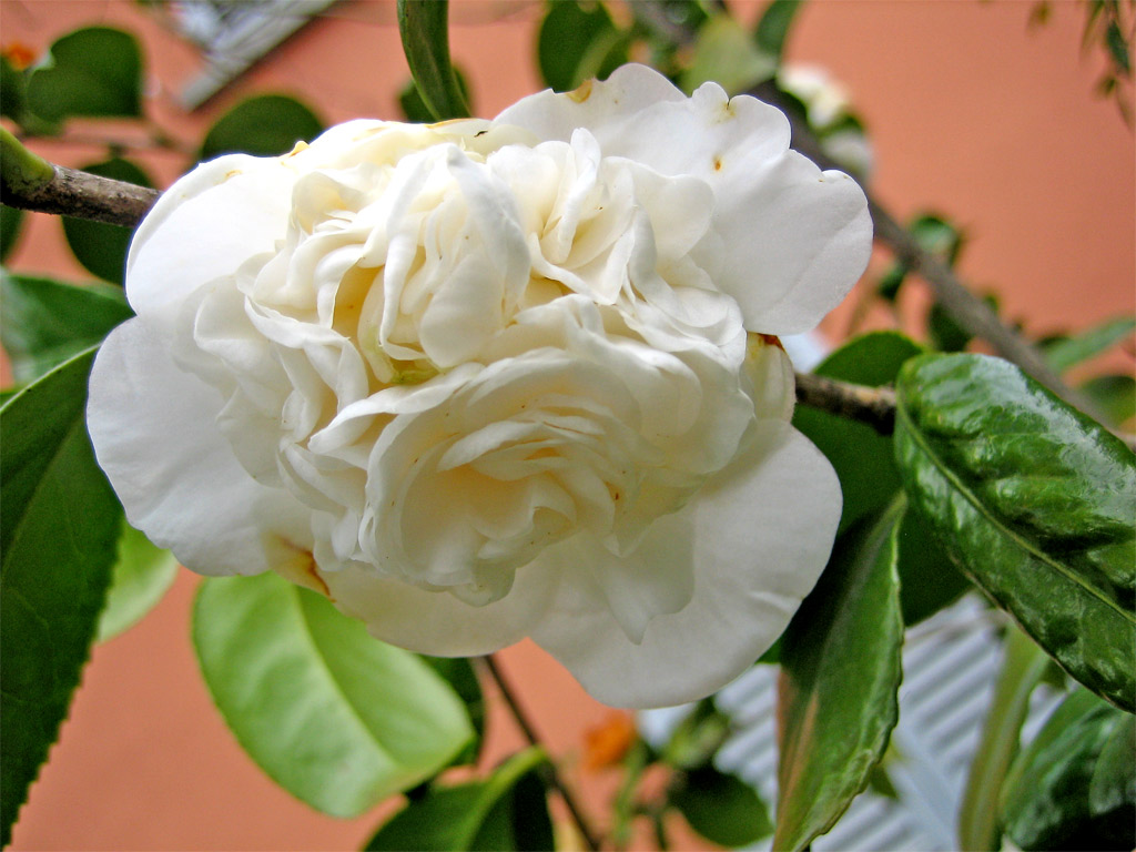 a single white flower that is sitting on a nch