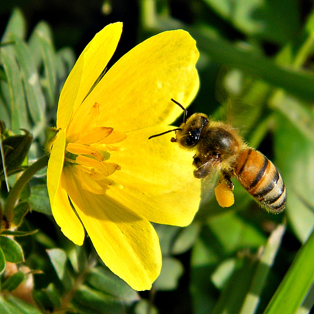 a bee is sitting on top of a flower