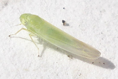 a large green insect with a long antennae sitting on the ground
