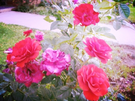 red and pink roses bloom in a garden