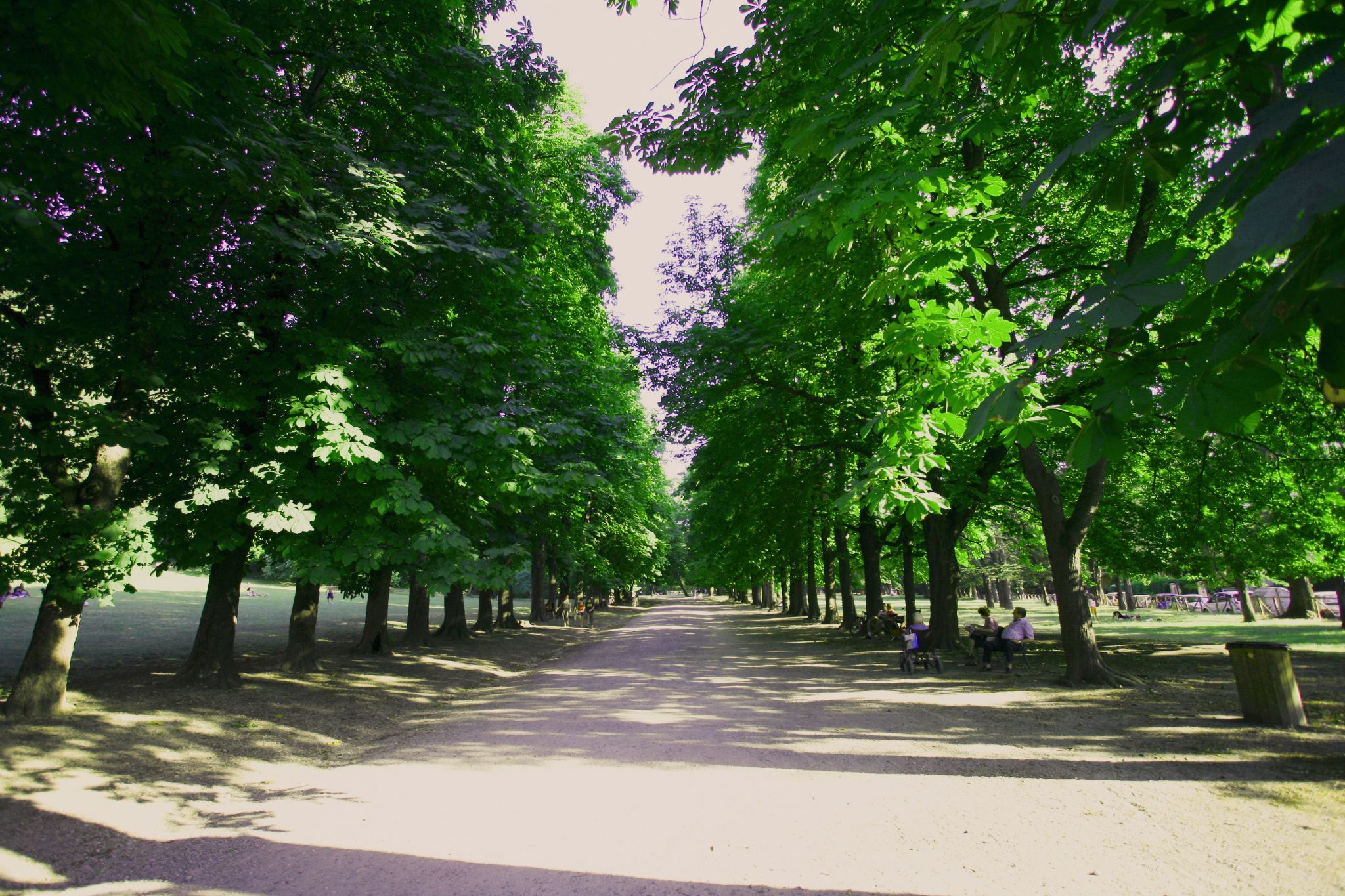 a path lined with trees in a park