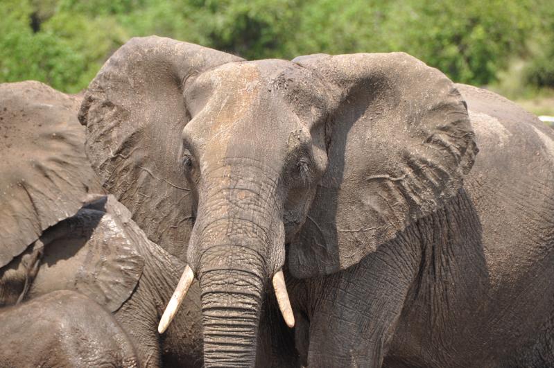 two elephants with white tusks stand together