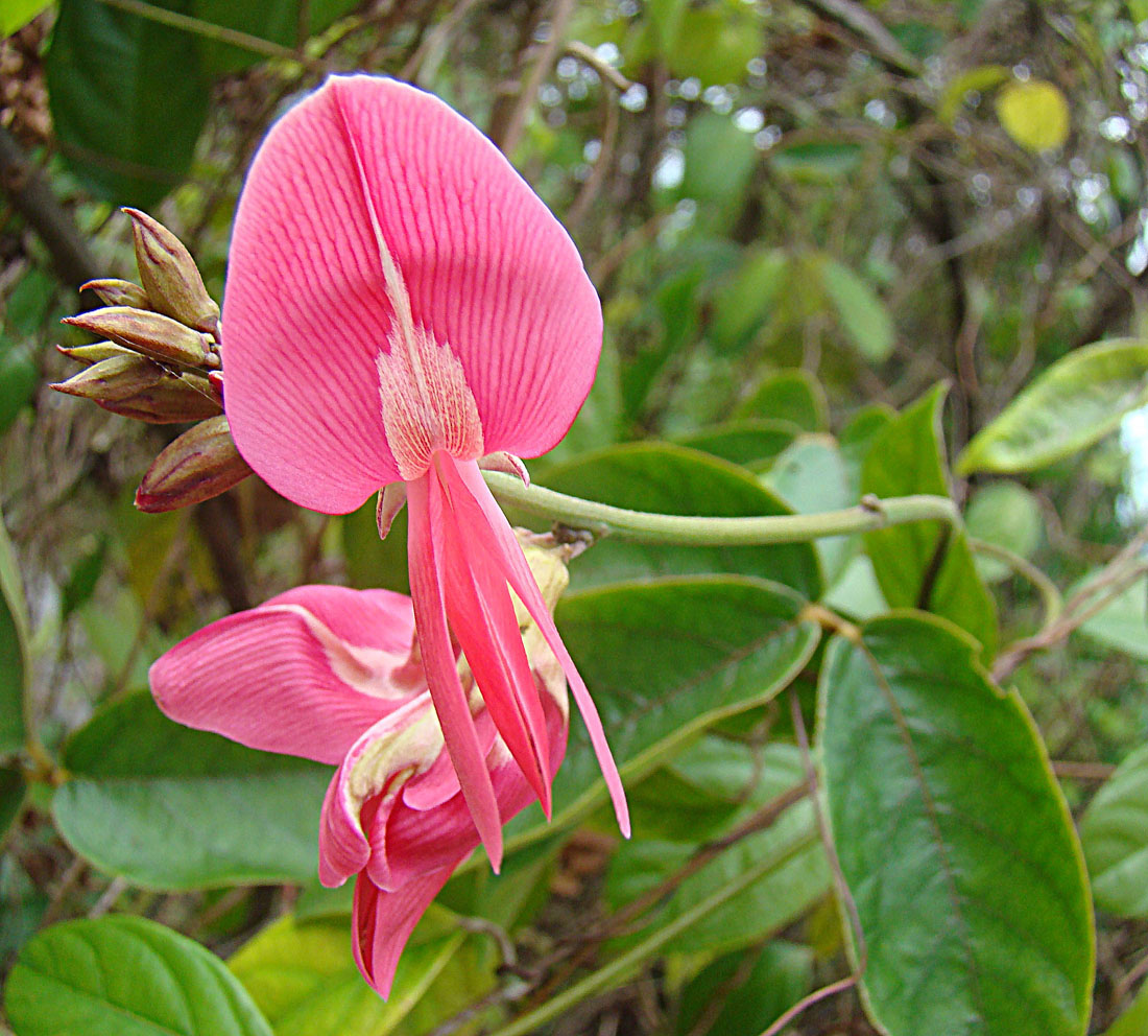 a close up of some pink flowers near leaves