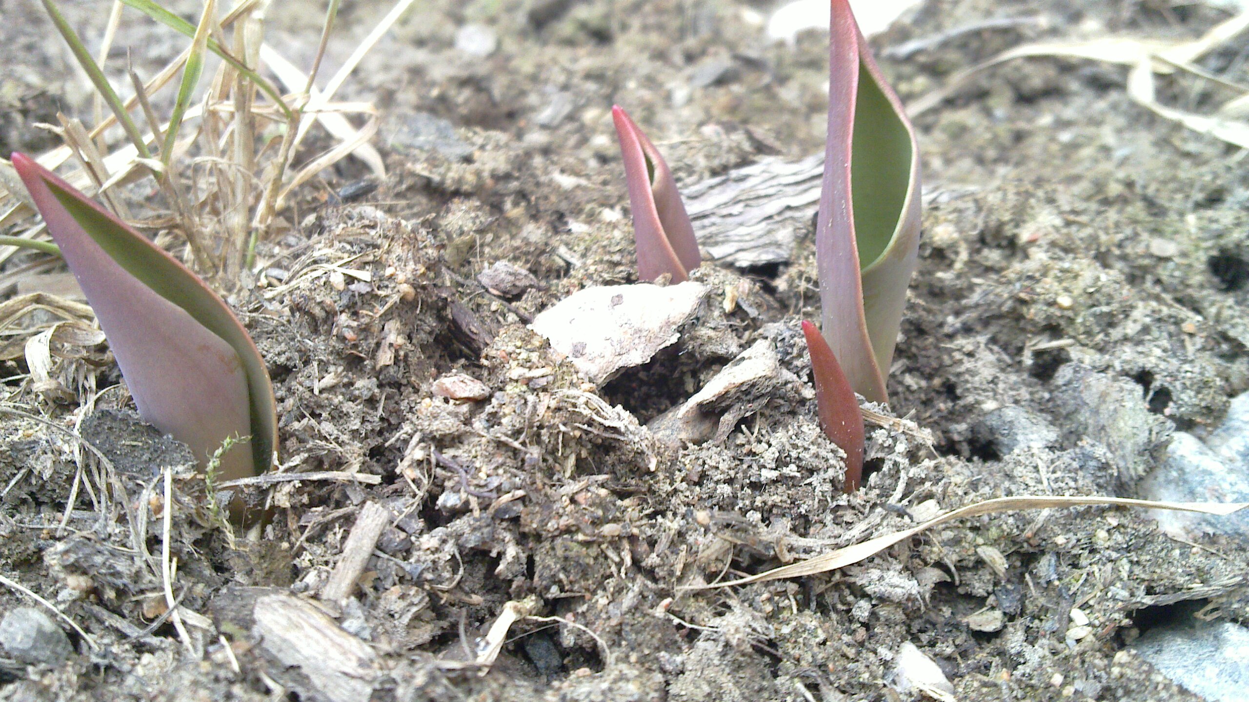 some very small plants are poking up out of the soil