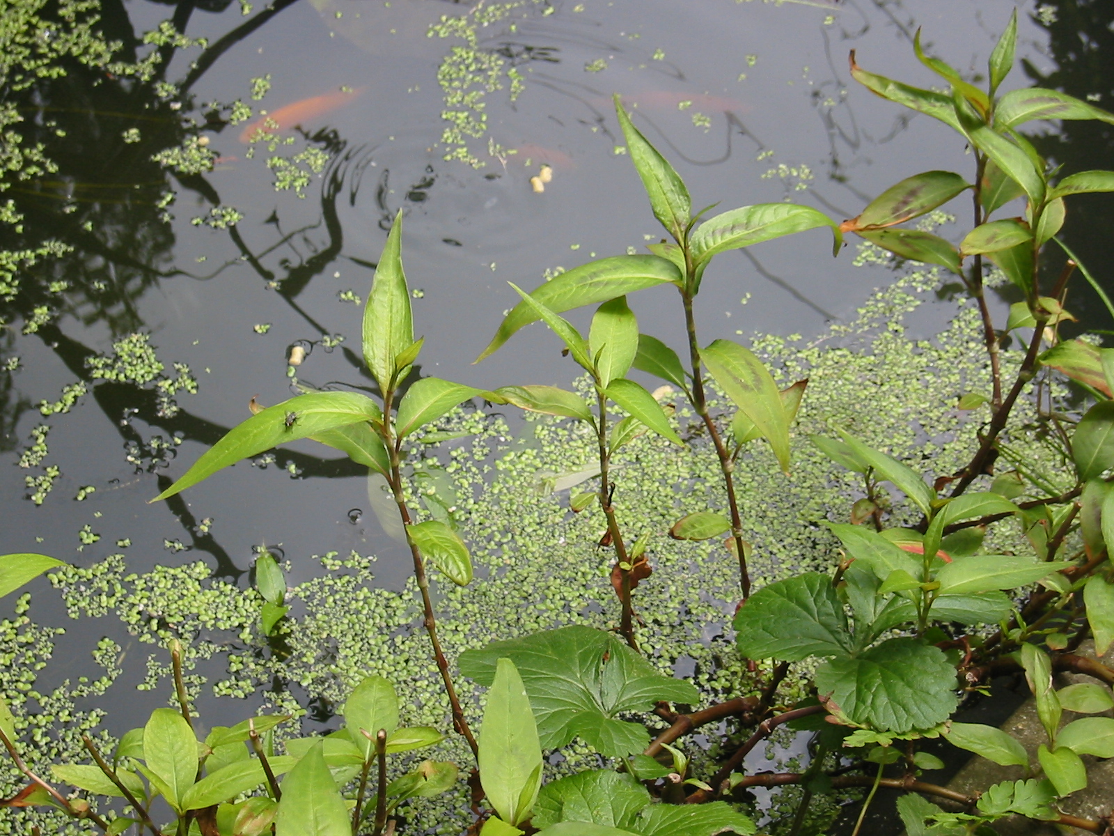 the pond is full of little koi fish