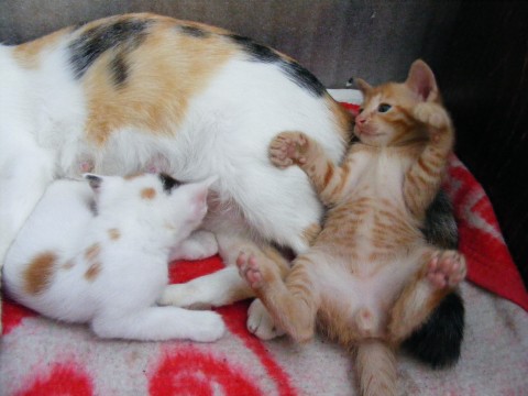 several different colored kittens playing in a bed