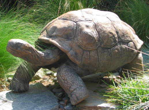 a statue of a turtle on the ground