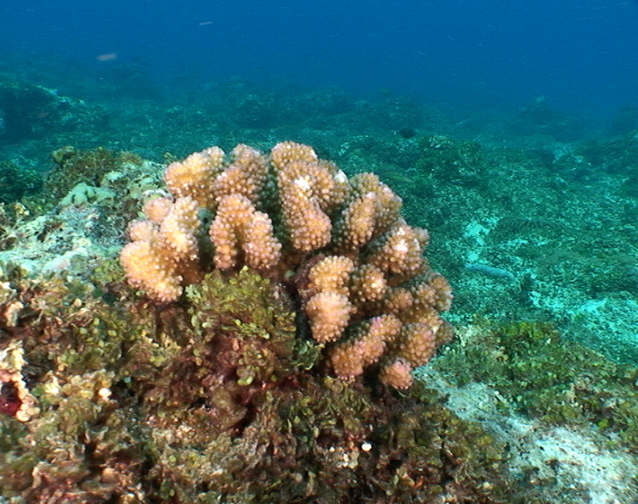 some corals and other plants and algaes on the ocean floor