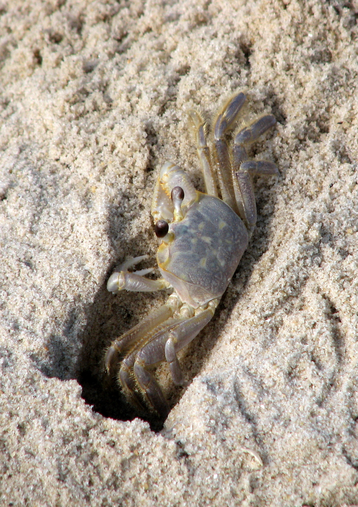 a white crab crawling on sand in a hole