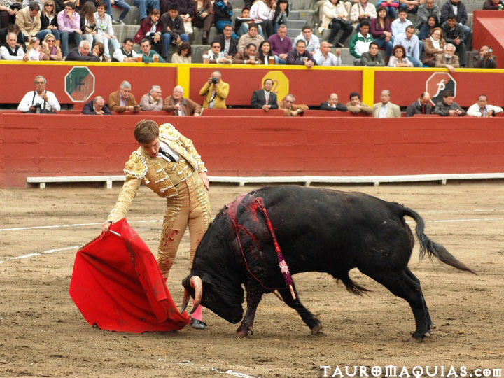 a person is holding the arm of a big bull