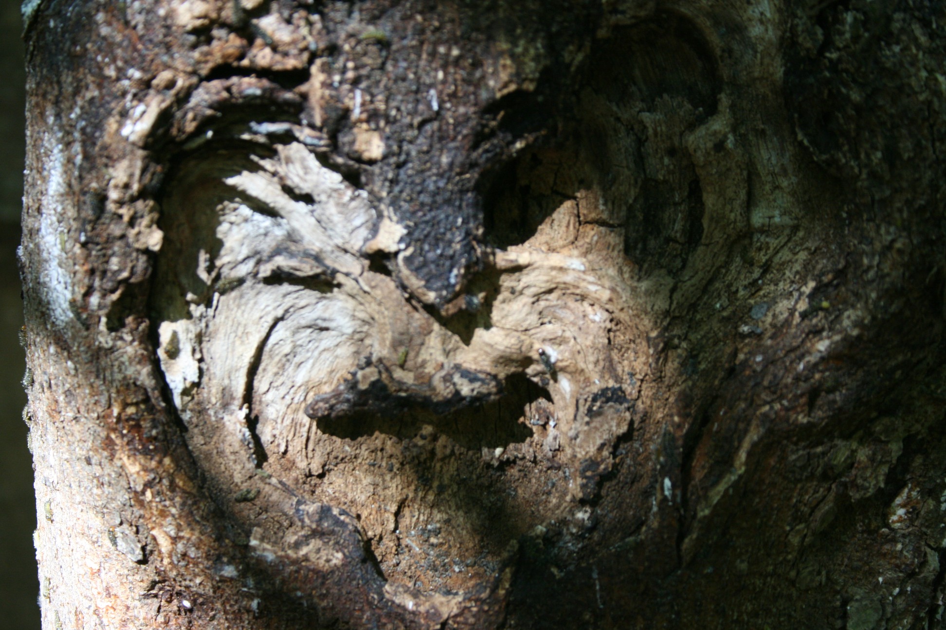 a large tree with a face in it