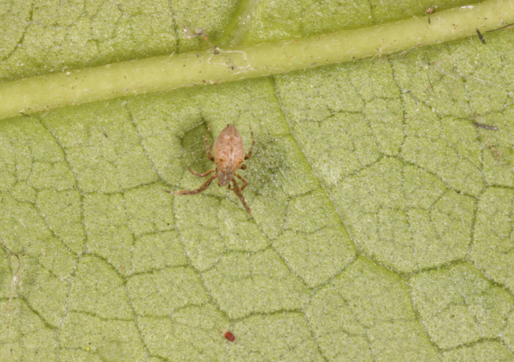 a tick with a small insect in its mouth