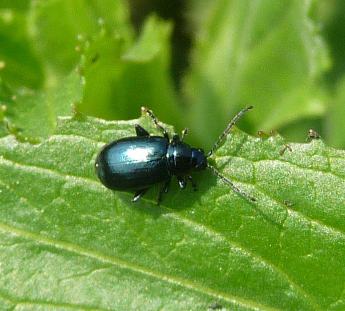 a black bug with light green leaves in the background