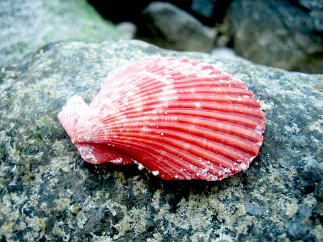 a red shell laying on a rock near water