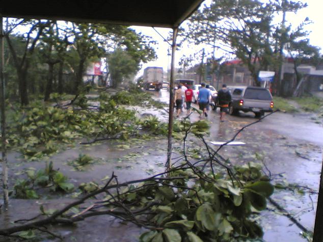 a view of people walking through a street and a tree fallen on their car