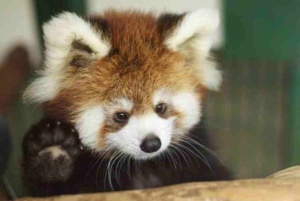 a small red panda is sitting down